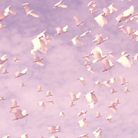 Colibri - No Borders