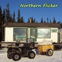 Jason R Martin - Northern Flicker