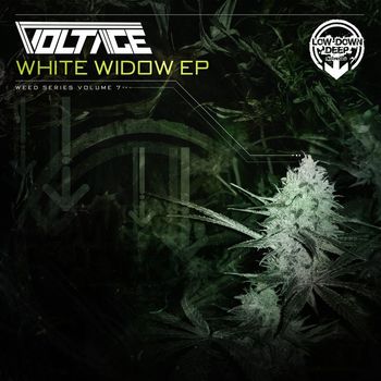 Voltage - White Widow