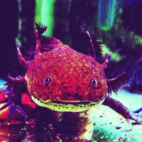 Axolotl - Dogheaded Monster