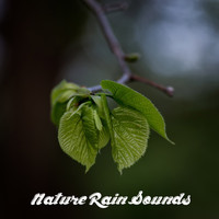 Rain Sounds, Meditation Music Zone, Nature Sounds Nature Music - 18 Nature Rain Sounds - Natural Meditation Noise