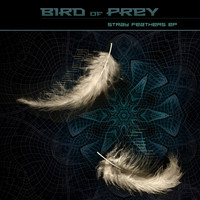 Bird of Prey - Stray Feathers