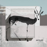 Antilop - Antilop