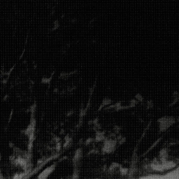 The Tigers - Beautiful Forest