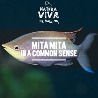 Mita Mita - In a Common Sense
