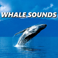 Whale Song - Whale Sounds