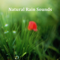 Relaxing Spa Music, Mindfulness Meditation Music Spa Maestro, Spa Relaxation - 10 Relaxing Nature Spa Sounds, Rain & Nature Music