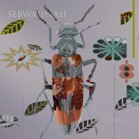 Sebwahwah - Mylabris Sp