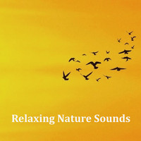 Relaxing Spa Music, Mindfulness Meditation Music Spa Maestro, Spa Relaxation - 16 Relaxing Nature Sounds for Spa and Wellbeing