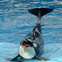 Wikie - Hallo from a Killer Whale ( Ciao da una orca assassina )