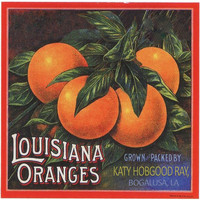 Katy Hobgood Ray - Louisiana Oranges
