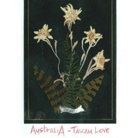 Australia - Tascam Love