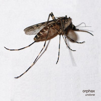Orphax - Undone