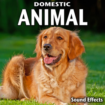 Sound Ideas - Domestic Animal Sound Effects