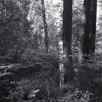 Notnotice - Sacred Field
