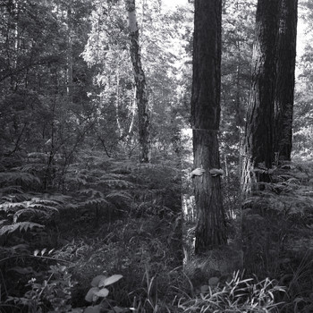 Notnotice - Sacred Field