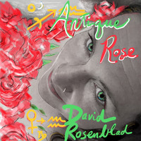 David Rosenblad - Antique Rose