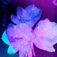 somme partel - Amaryllis