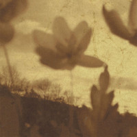 Spheruleus - Revolving Fields
