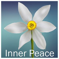 Zen Music Garden, White Noise Research, Nature Sounds - 12 Zen Rain Sounds: Focus Your Mind and Achieve Inner Peace