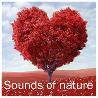 Zen Music Garden, White Noise Research, Nature Sounds - 19 Rain Sounds for Stress Relieving, Tranquility, Relaxation, Meditation, Yoga and Study