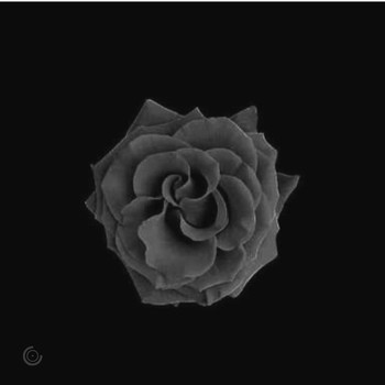 Carl Conky - Black Rose