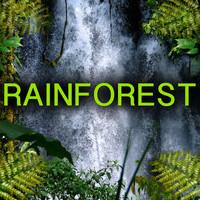 Nature Sound - Rainforest