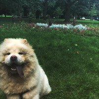Chewie - Lighthearted