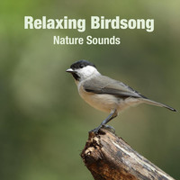 Nature Sounds - Relaxing Birdsong