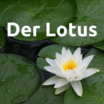 Maria Harfe - Der Lotus - Stimulierend und Ent­spannend zugleich, so finden Sie garantiert innere Ruhe und neue Kraft