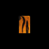 Tiger Toast - Attention