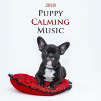 Shakuhachi Sakano - Puppy Calming Music 2018 - World's Most Relaxing Music