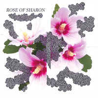 Sharon - Rose of Sharon