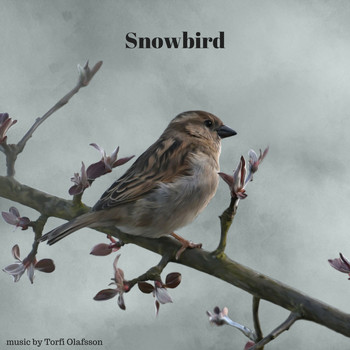 Torfi Olafsson - Snowbird