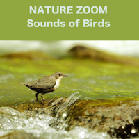 Nature Zoom - Sounds of Birds
