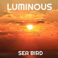 Luminous - Sea Bird