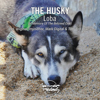 The Husky - Loba
