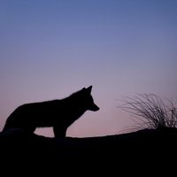 Balance - Wolf In The Night