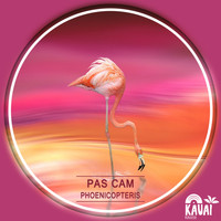 Pas Cam - Phoenicopteris