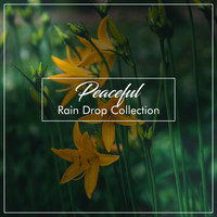 Nature Sounds XLE Library, Life Sounds Nature, Deep Sleep FX - #2019 Peaceful Rain Drop Collection