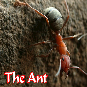 Mike Jones - The Ant