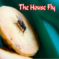 Mike Jones - The House Fly