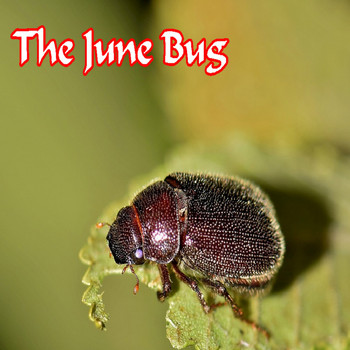 Mike Jones - The June Bug