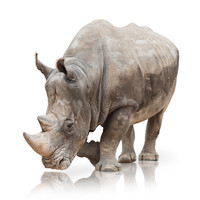Bill Valley Rhinos - Följ med oss