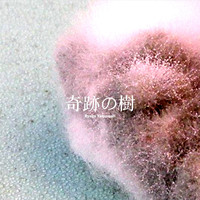 Ryogo Yamamori - Moringa - The Miracle Plant