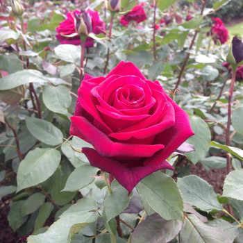 Sweet Peony - The Last Rose of Summer
