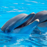 La Galeria - Vamos Delfines