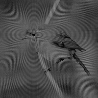 Ynarka - Wanderings