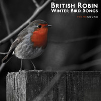 Prime Sound - British Robin Winter Bird Songs