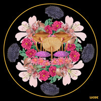 Lucide - Lucide